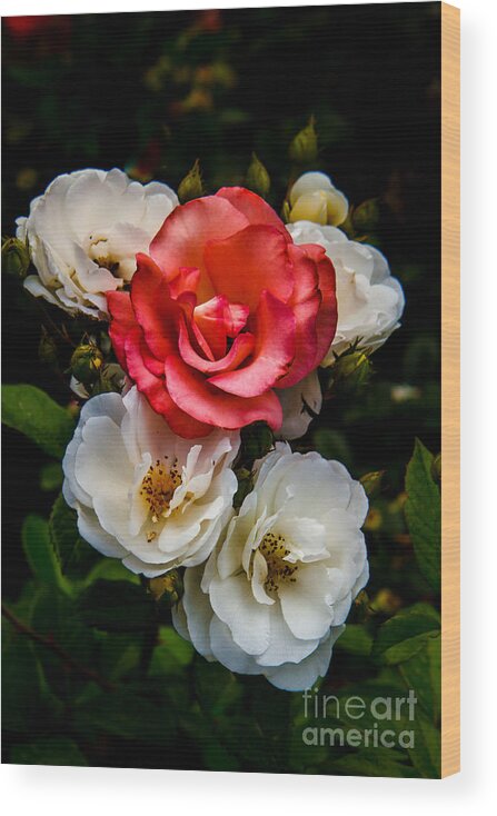 Rose Wood Print featuring the photograph The Odd One by Robert Bales