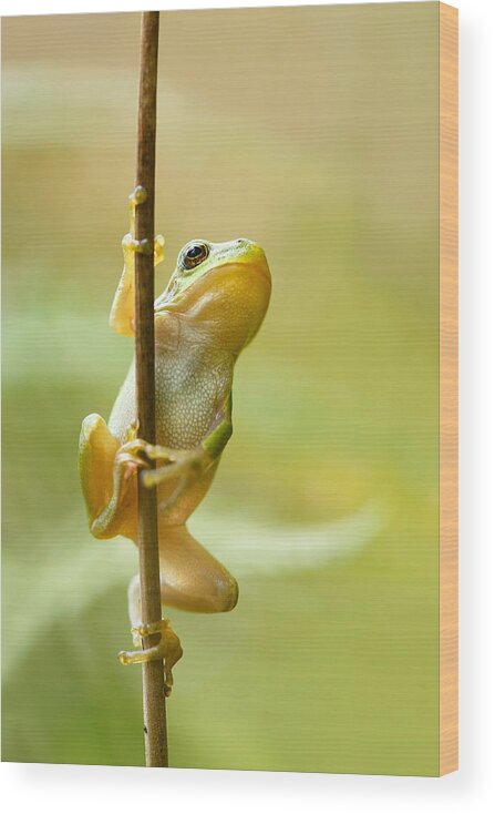 Amphibian Wood Print featuring the photograph The Pole Dancer - Climbing Tree frog by Roeselien Raimond