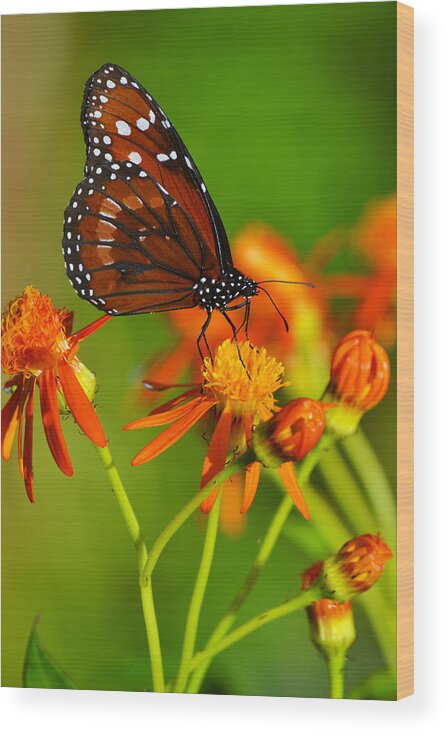 Butterfly Wood Print featuring the photograph The Soldier by Melanie Moraga