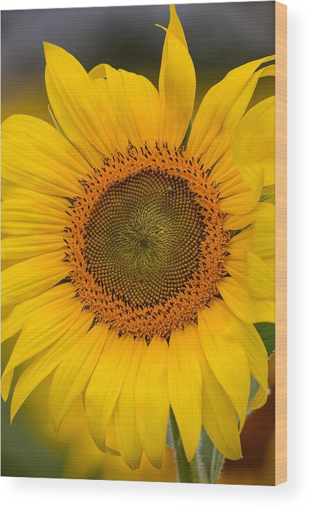 The Sunflower Wood Print featuring the photograph The Sunflower by Dale Kincaid