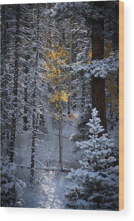 Aspen Wood Print featuring the photograph This Little Light Of Mine by Ron Weathers