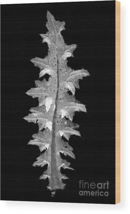 Leaf Wood Print featuring the photograph Thistle leaf by Clayton Bastiani