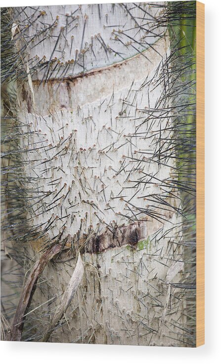 Peru Wood Print featuring the photograph Thorn Tree by Aivar Mikko