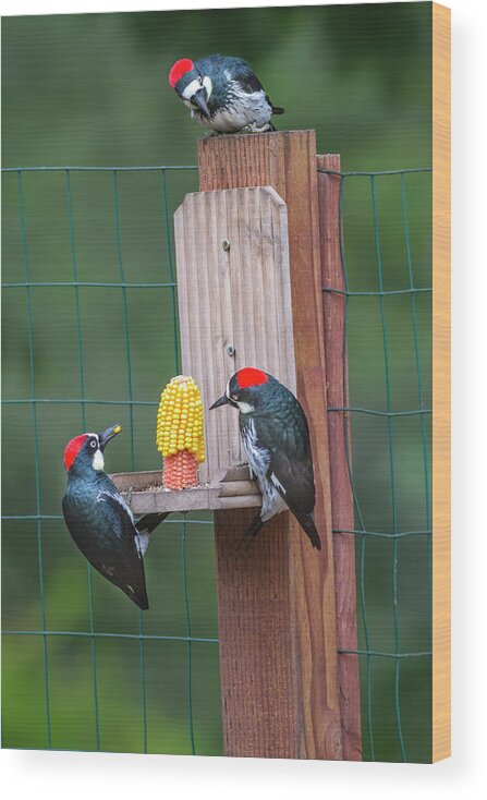 Mark Miller Photos Wood Print featuring the photograph Three Backyard Woodpeckers by Mark Miller