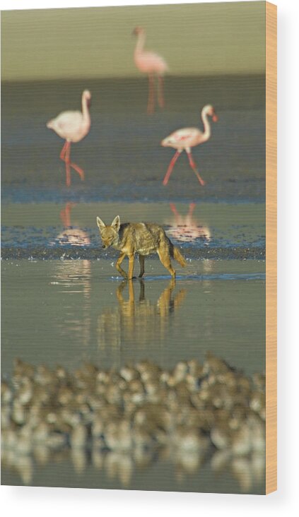 Adult Wood Print featuring the photograph Three flamingos and a Golden jackal, Canis aureus, walking in water, Tanzania by Panoramic Images