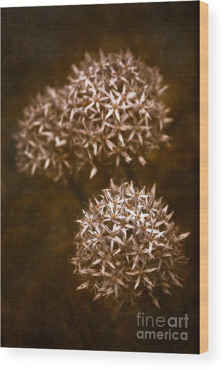 Allium Wood Print featuring the photograph Three Globes by Venetta Archer