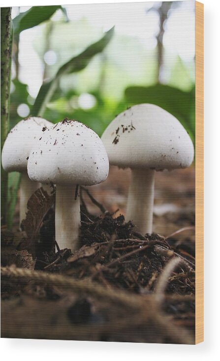 Mushrooms Wood Print featuring the photograph Three is Company by Bruce Bley