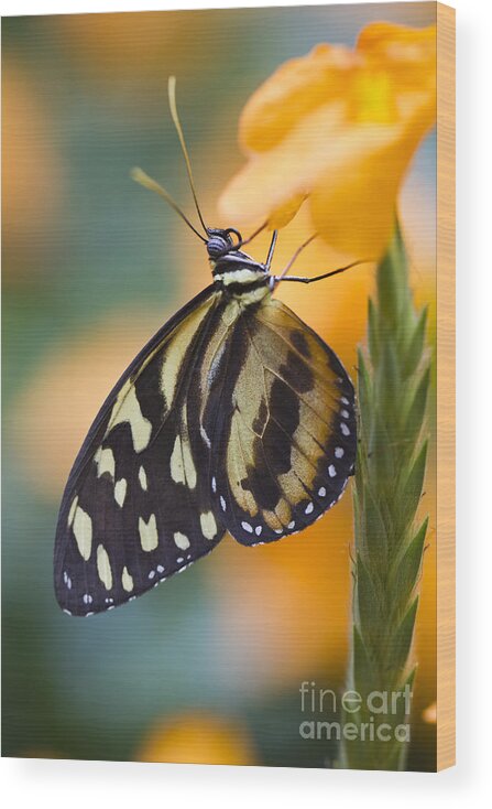 Butterfly Wood Print featuring the photograph Tiger with Wings by Douglas Kikendall