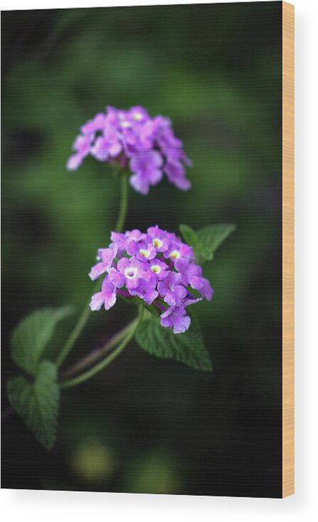 Tiny Wood Print featuring the photograph Tiny Lavender Petals 3770 H_2 by Steven Ward