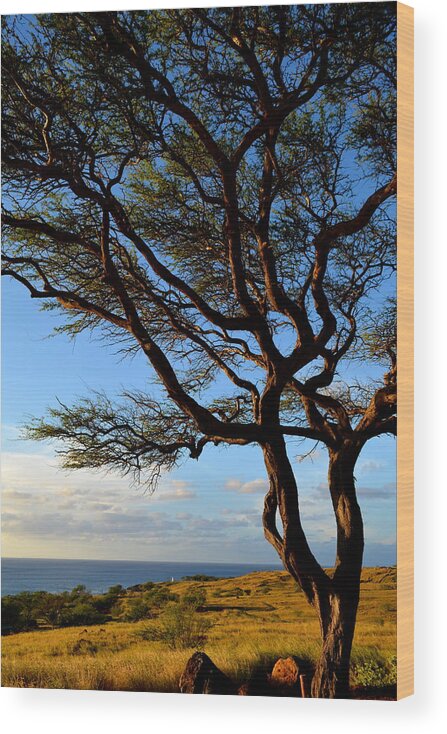 Tree Wood Print featuring the photograph Tree at Lapakahi State Historical Park by Lori Seaman