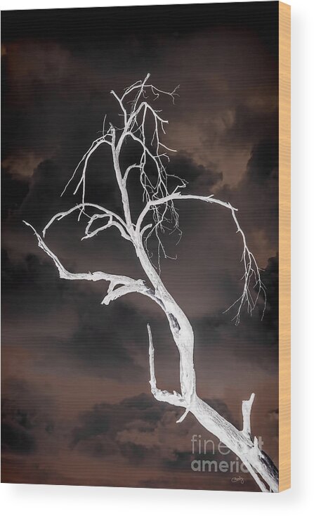 Tree Negative Wood Print featuring the photograph Tree Negative by Imagery by Charly