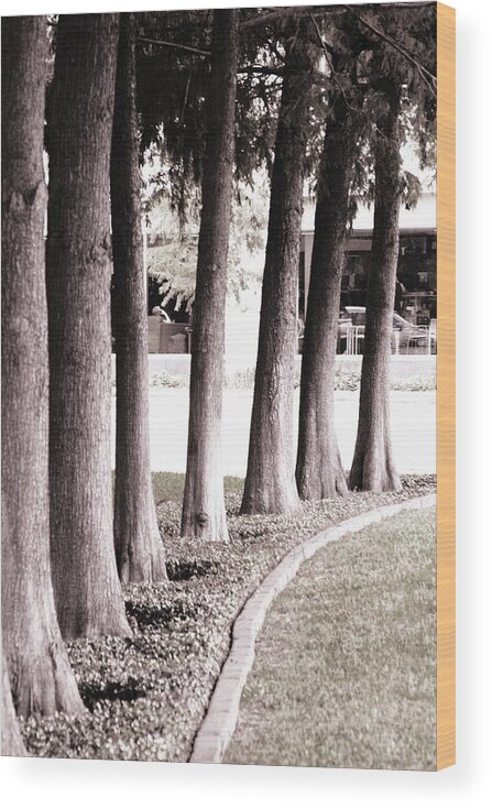 Trees Wood Print featuring the photograph Trees 2 by Gracey Tran