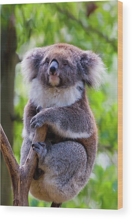 Koala Wood Print featuring the photograph Treetop Koala by Michael Dawson