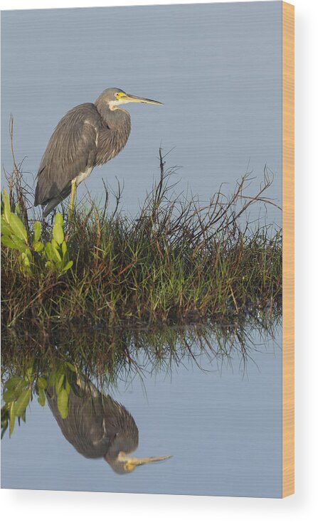 Tri-colored Wood Print featuring the photograph Tri-Colored Heron and reflection by David Watkins