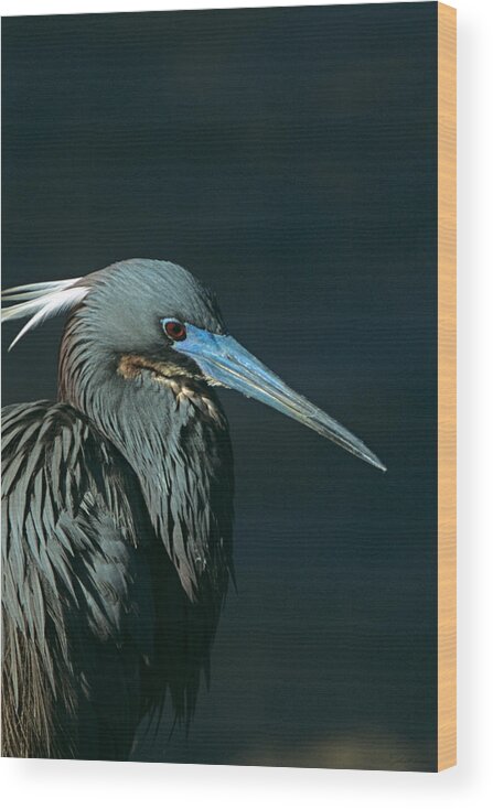 Tri Colored Heron Wood Print featuring the photograph Tri Colored Heron Displaying Breeding Plumage by John Harmon