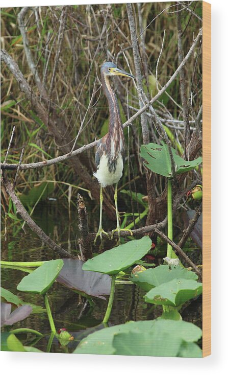 Tricolored Heron Wood Print featuring the photograph Tricolored Heron by Christiane Schulze Art And Photography