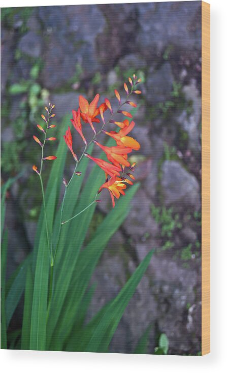 Tropical Wood Print featuring the photograph Tropical Orange Lily by Douglas Barnett