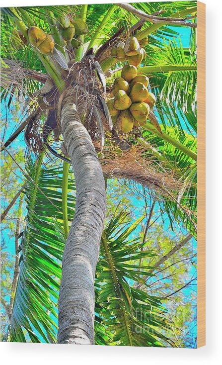 Coconut Palm Tree Wood Print featuring the photograph Trunk Show by Alison Belsan Horton