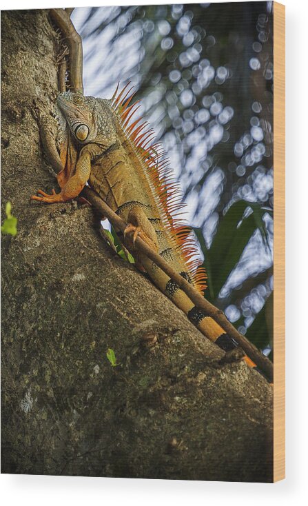 Iguana Wood Print featuring the photograph Trying to Blend In by Belinda Greb