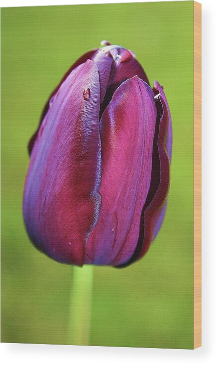 Tulip Wood Print featuring the photograph Tulip 1 by Martina Fagan