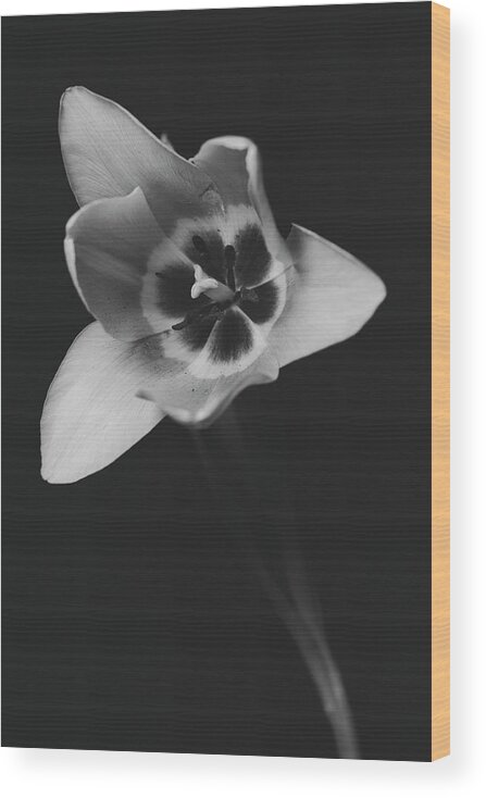 Bloom Wood Print featuring the photograph Tulip 16-0085 by Desmond Manny