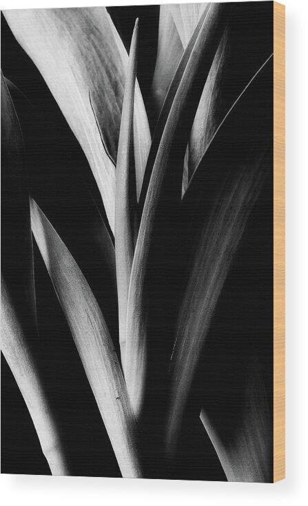 Tulips Wood Print featuring the photograph Tulip Abstract by Mike Eingle