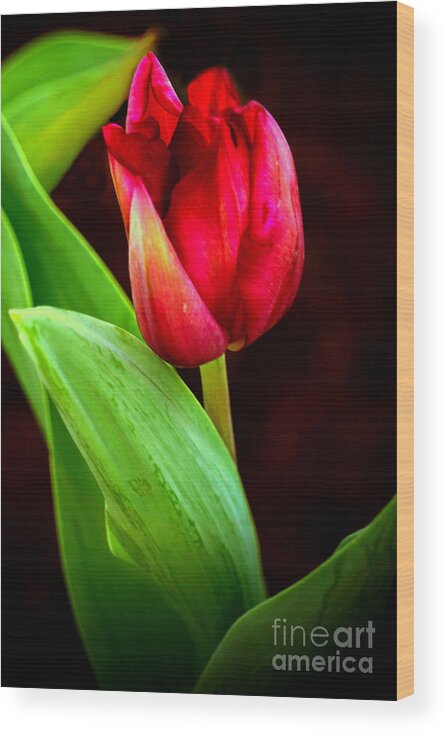 Tulip Wood Print featuring the digital art Tulip Caught in The Light by Ian Gledhill