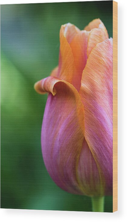 Flower Wood Print featuring the photograph Tulip by Jennifer Kano