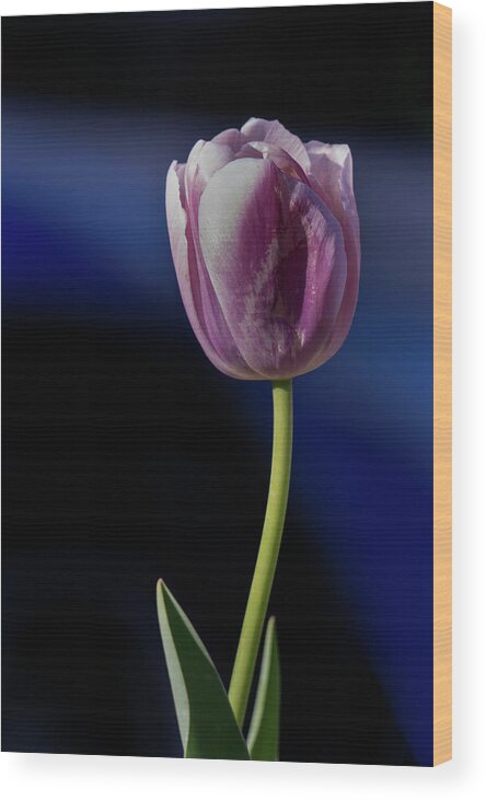Tulips Wood Print featuring the photograph Tulip by Jerry Gammon