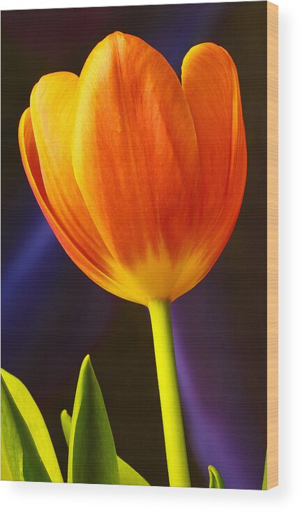 Tulip Wood Print featuring the photograph Tulip by Marlo Horne