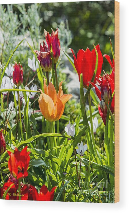 Spring Wood Print featuring the photograph Tulip - The orange one by Arik Baltinester