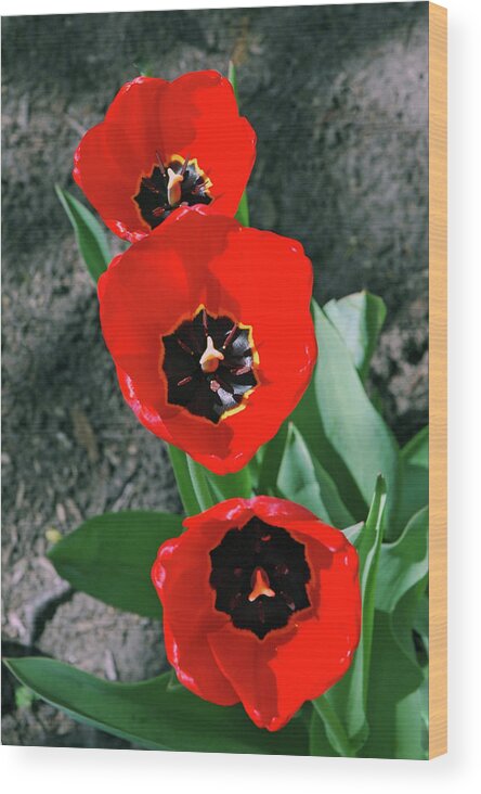 Usa Wood Print featuring the photograph Tulip Trio by LeeAnn McLaneGoetz McLaneGoetzStudioLLCcom