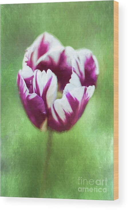 Tulip Wood Print featuring the digital art Tulip Rems Favourite aka Zurel by Liz Leyden
