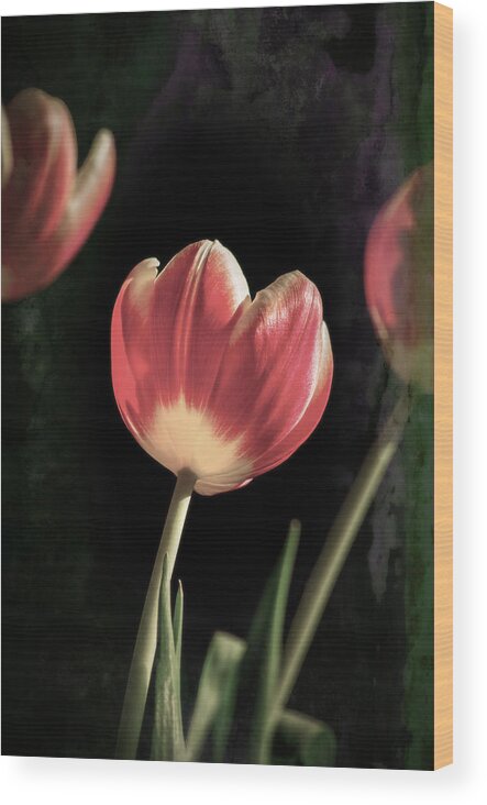 Flower Wood Print featuring the photograph Tulips on my table by Spikey Mouse Photography