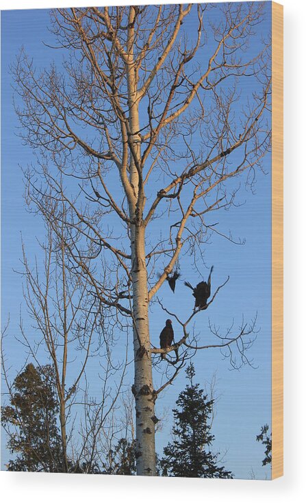 Pure Wood Print featuring the photograph Turkey Vulture Tree by Two Bridges North