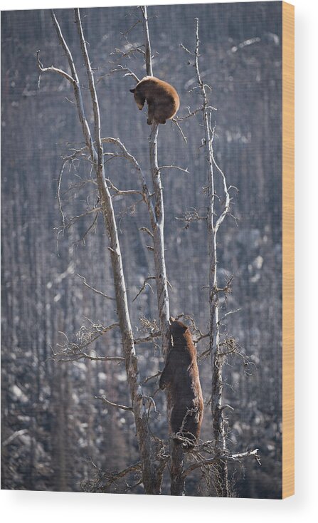 Bear Wood Print featuring the photograph Two Bears Up a Tree by Bill Cubitt