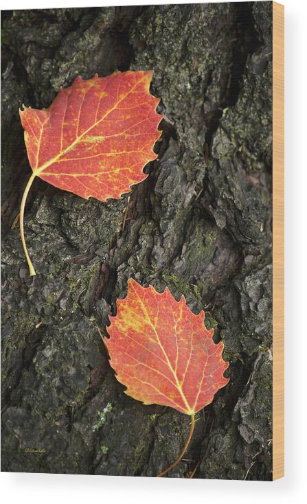 Fall Leaves Wood Print featuring the photograph Falling Leaves by Christina Rollo