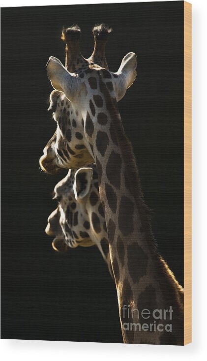 Giraffe Wood Print featuring the photograph Two Headed Giraffe by Ang El