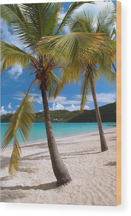 Magens Bay Wood Print featuring the photograph Two Palms by Gary Felton