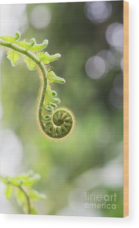 Cyathea Wood Print featuring the photograph Unfurling Frond by Tim Gainey