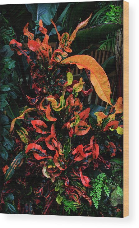 Bonnie Follett Wood Print featuring the photograph Variegated Croton Burst of Color by Bonnie Follett