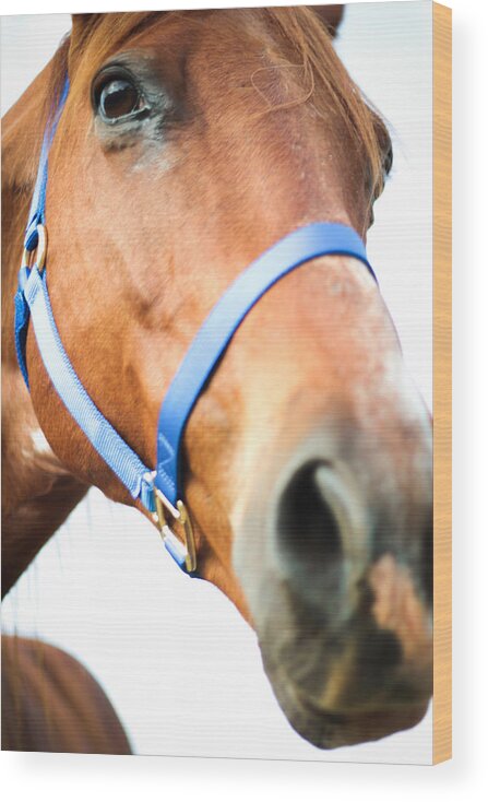 Kelly Hazel Wood Print featuring the photograph Very Close Up Photograph of a Horse by Kelly Hazel