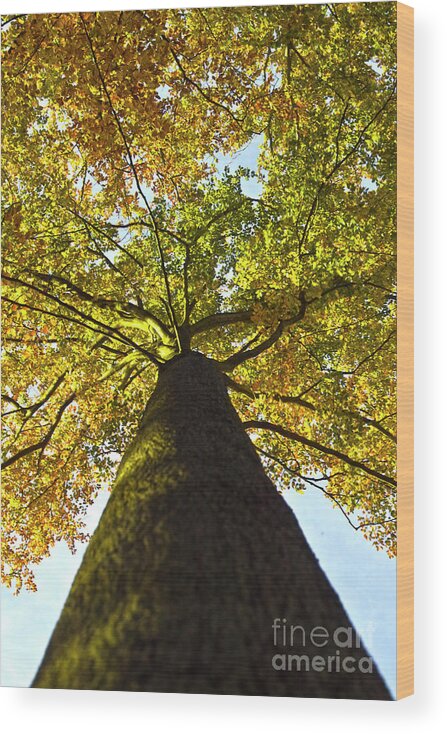 Trees Wood Print featuring the photograph View to the top by Heiko Koehrer-Wagner