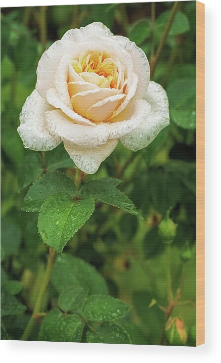 Rose Wood Print featuring the photograph Virtue of Pureness by Ken Stanback