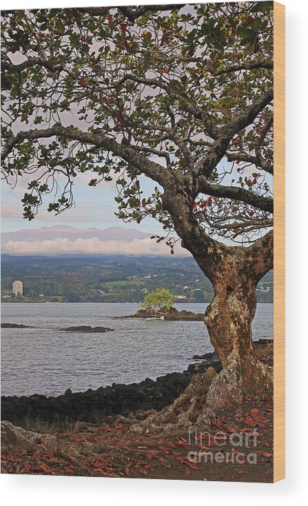 Inactive Wood Print featuring the photograph Volcano Through the Tree by Jennifer Robin