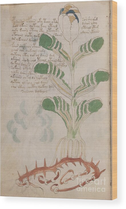 Plant Wood Print featuring the drawing Voynich flora 05 by Rick Bures