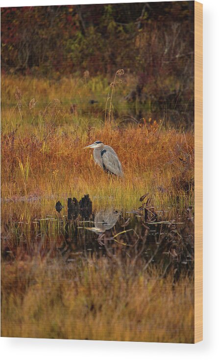 Blue Heron Wood Print featuring the photograph Blue Heron Waiting for breakfast by Jeff Folger