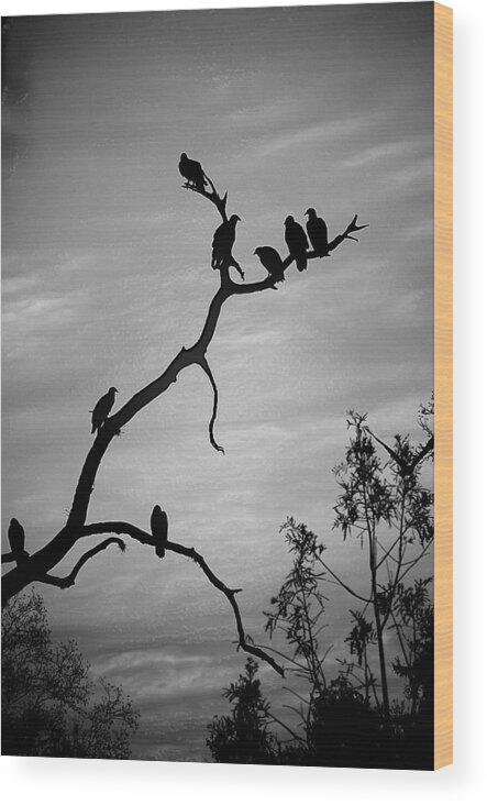Vultures Wood Print featuring the photograph Waiting by Robert Meanor