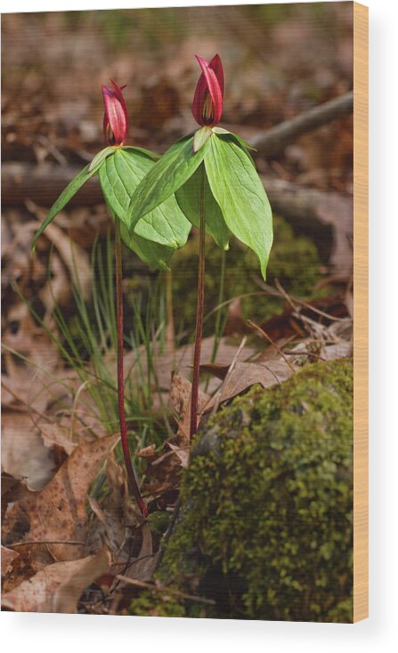 Wildflower Wood Print featuring the photograph Wake Robin Trillium by Grant Groberg