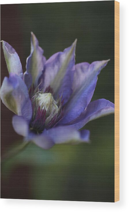 Abundant Wood Print featuring the photograph Waking Up Clematis by Tammy Pool